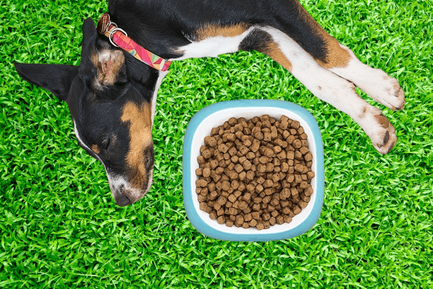 Image of a dog laying down next to a food bowl