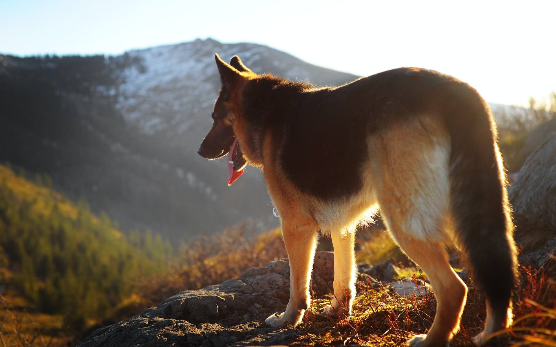 A majestic German Shepherd dog with a proud stance.