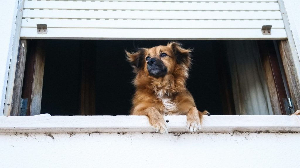 A dog in a window