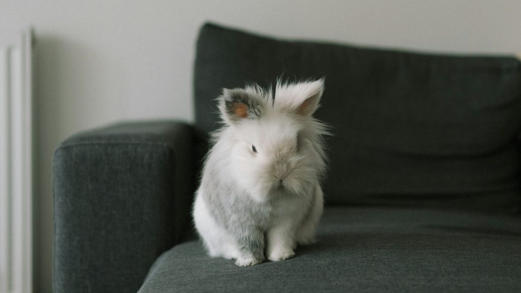 A rabbit comfortably seated on a sofa