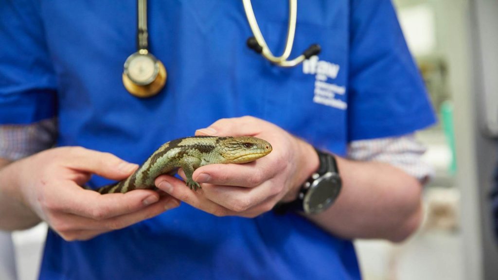 A veterinarian with a pet lizard